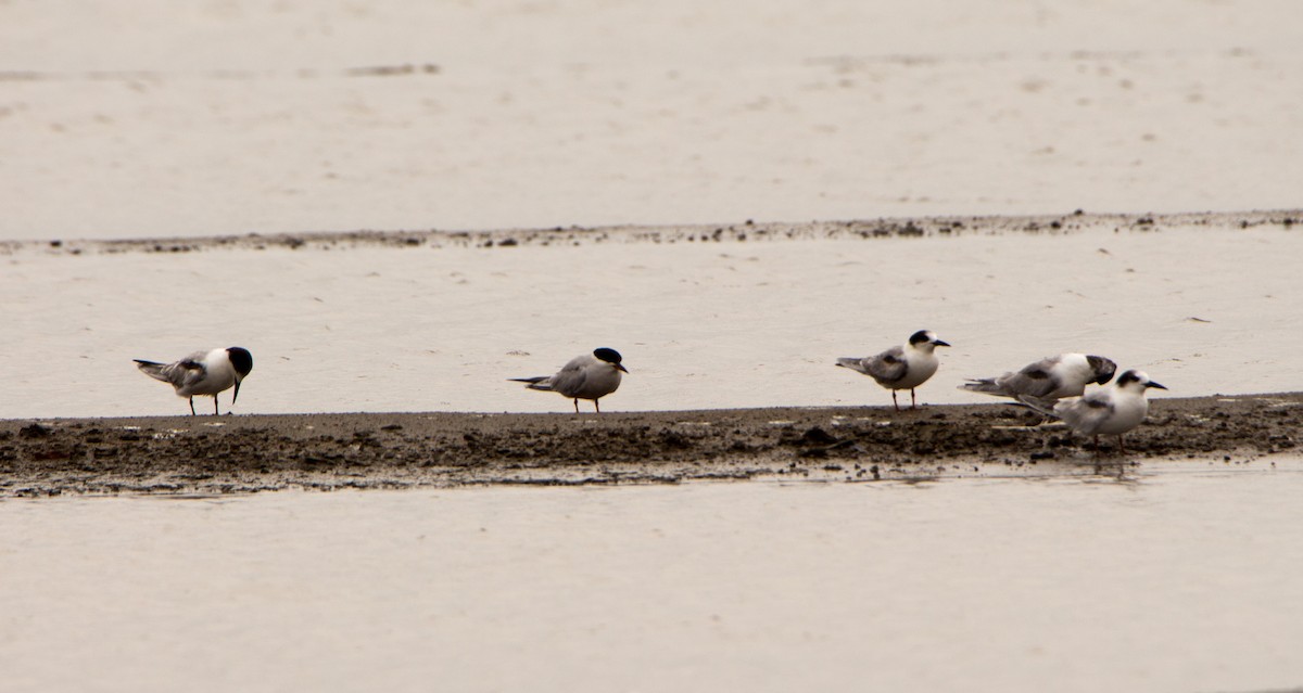 Common Tern - ML638201806