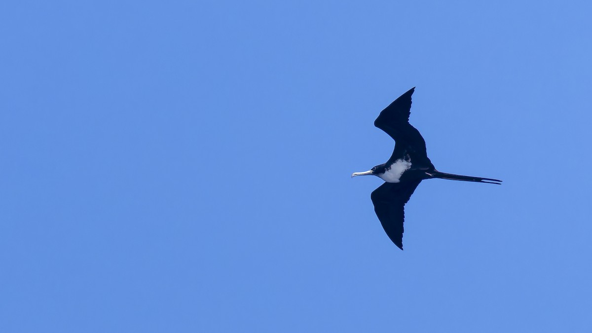 Bindenfregattvogel - ML638201812