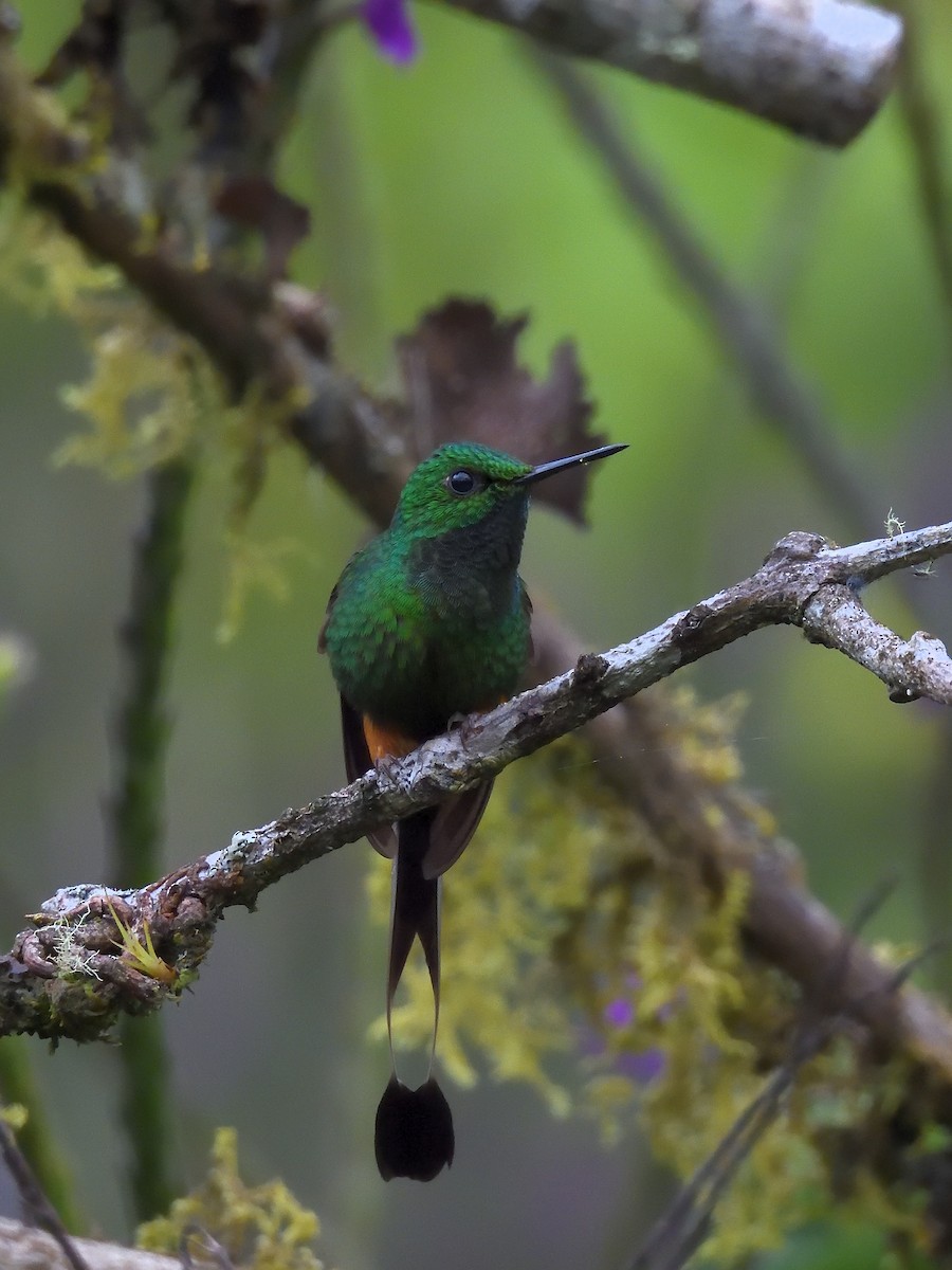Peruvian Racket-tail - ML638201814