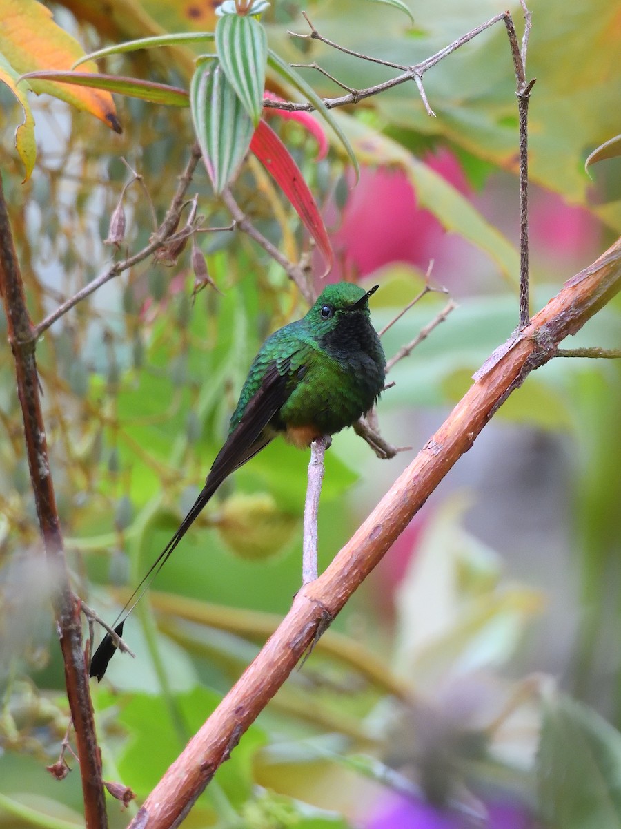 Peruvian Racket-tail - ML638201815