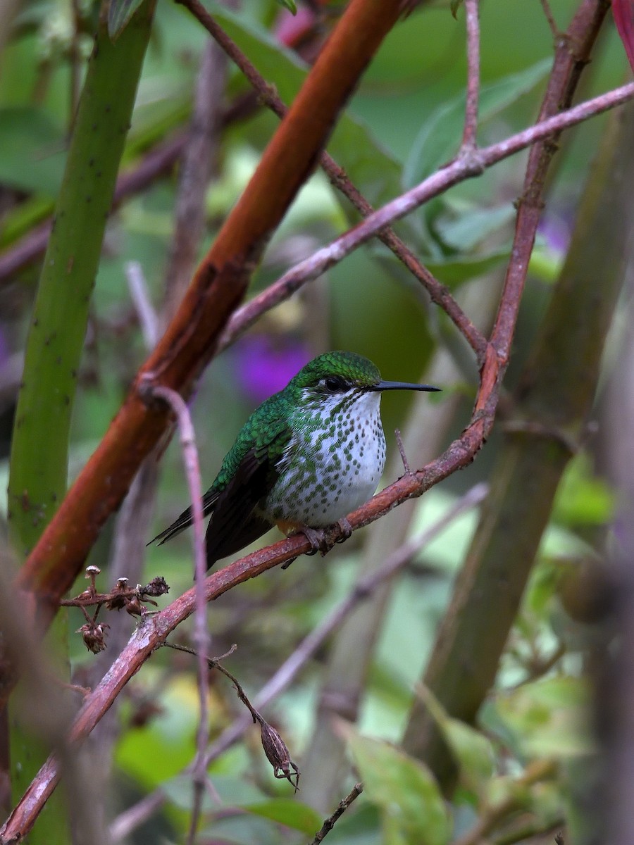 Peruvian Racket-tail - ML638201816