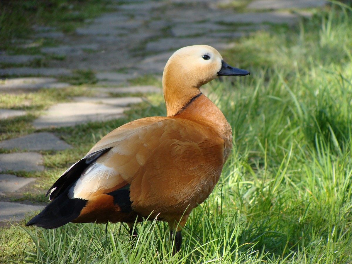 Ruddy Shelduck - ML638201820