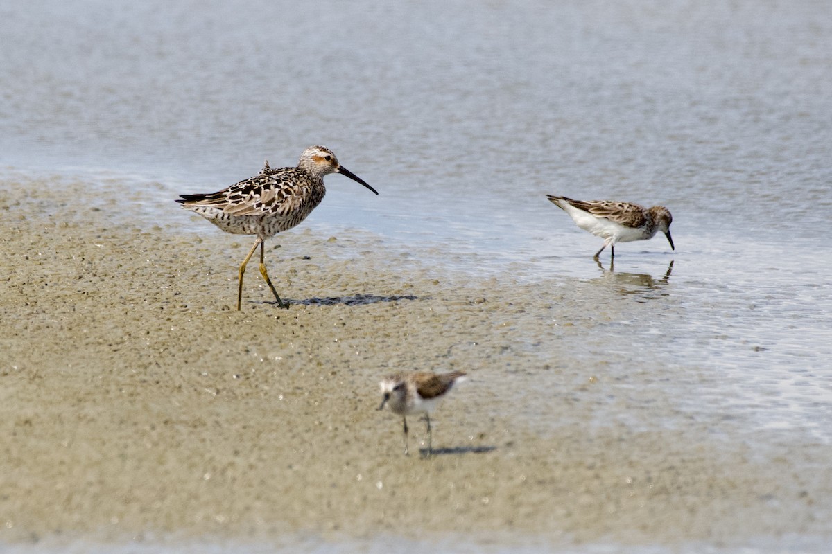 Stilt Sandpiper - ML638201838