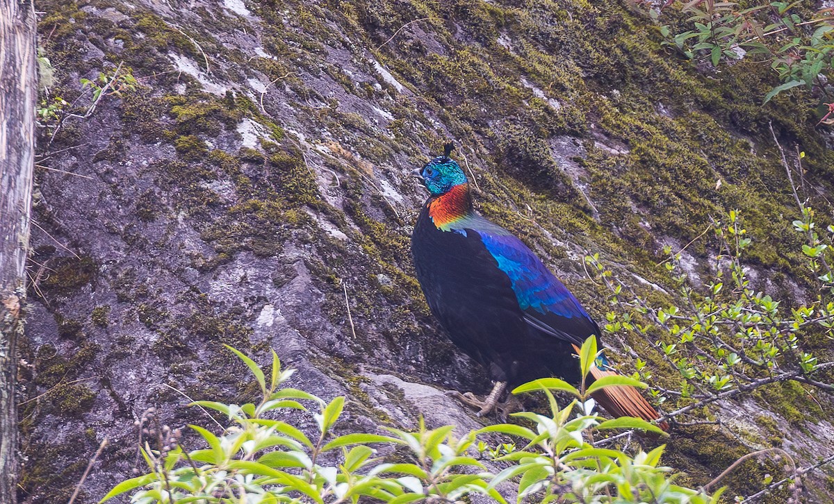 Himalayan Monal - ML638201845