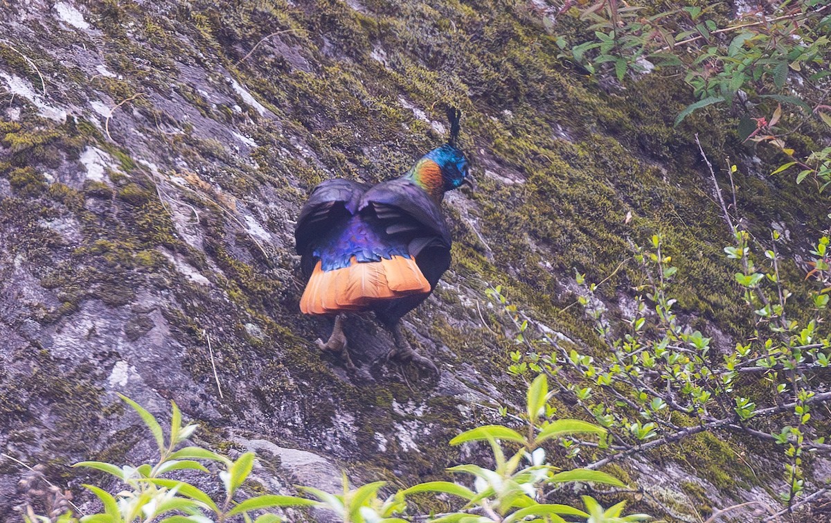 Himalayan Monal - ML638201846