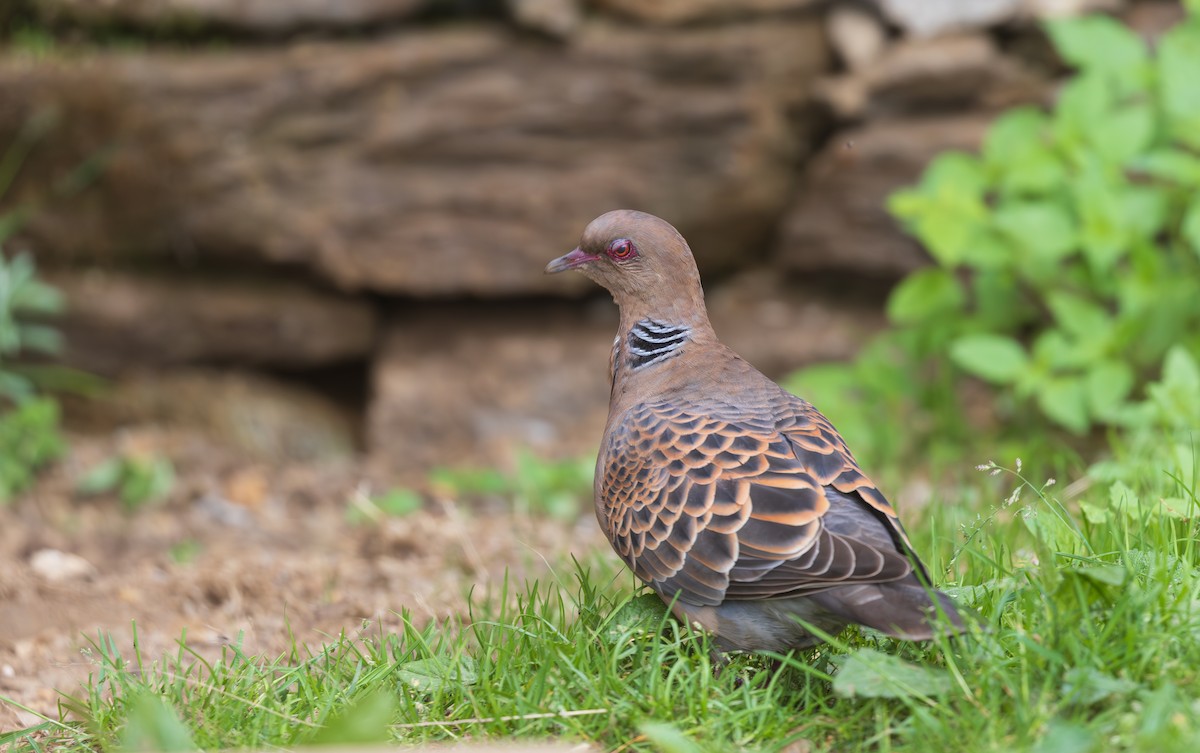 Oriental Turtle-Dove - ML638201847