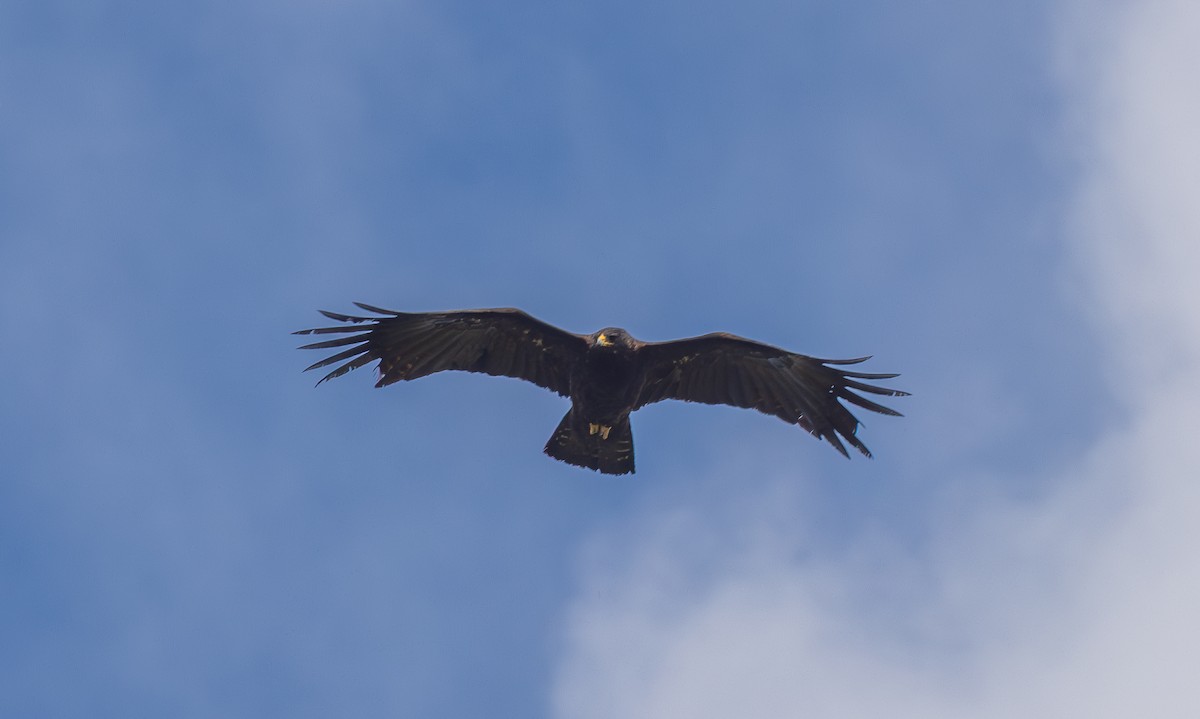Black Eagle - ML638201856