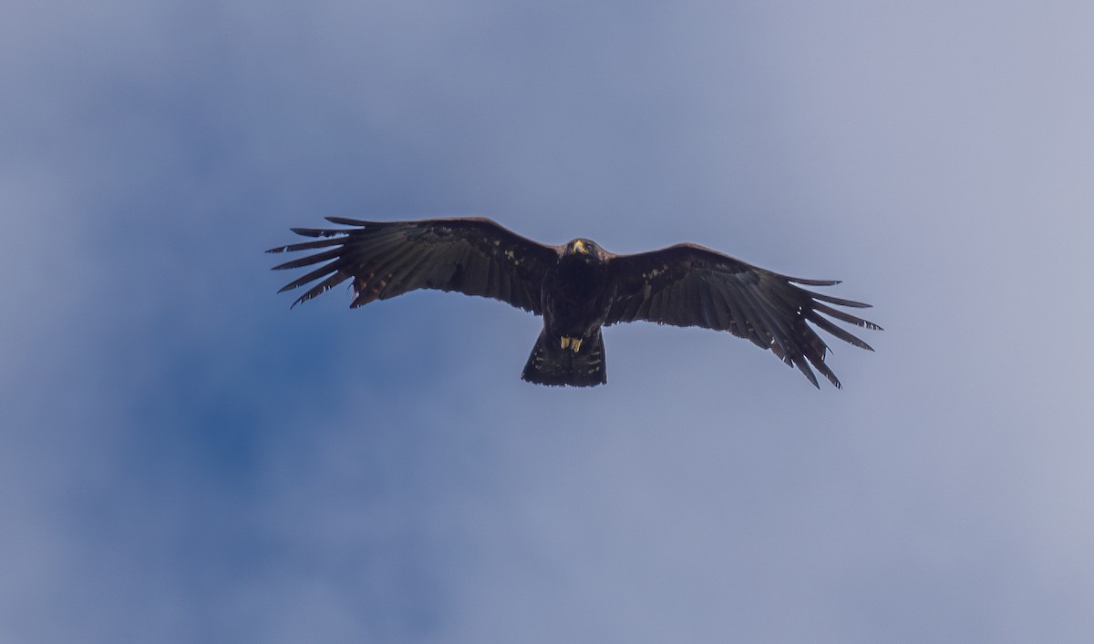 Black Eagle - ML638201857