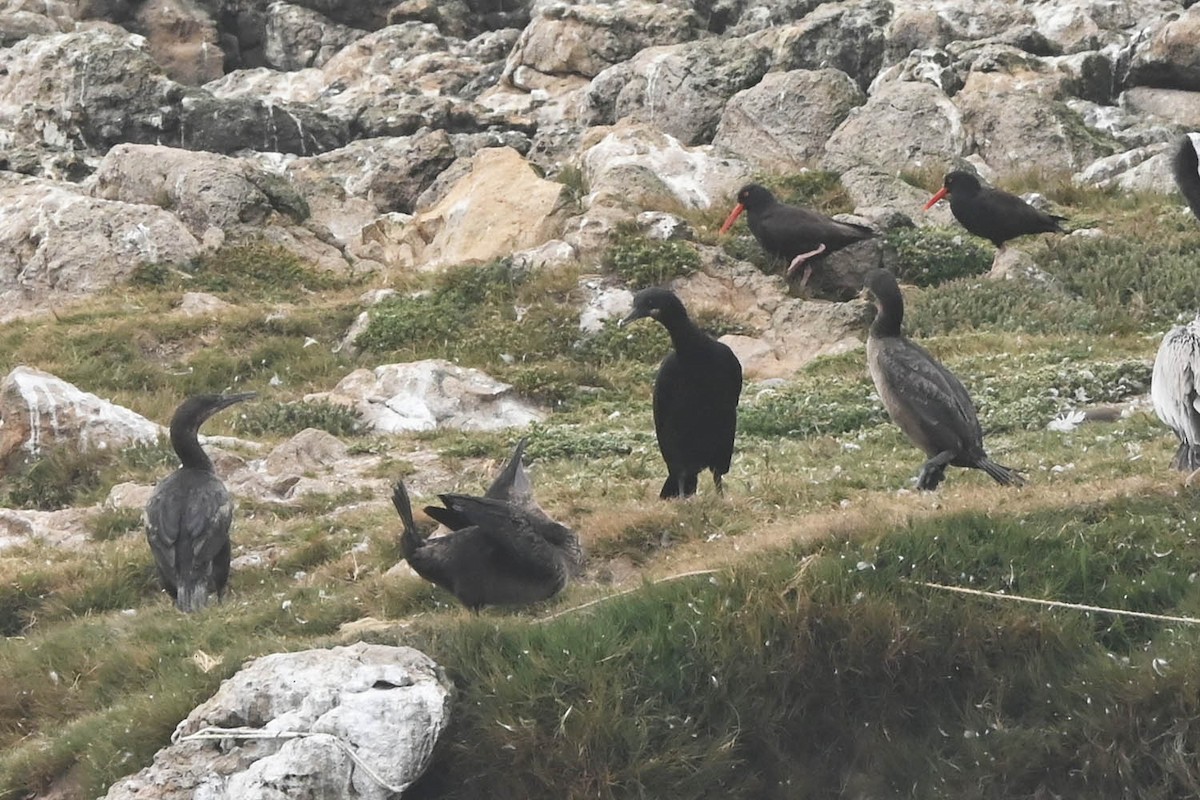 Brandt's Cormorant - ML638201860