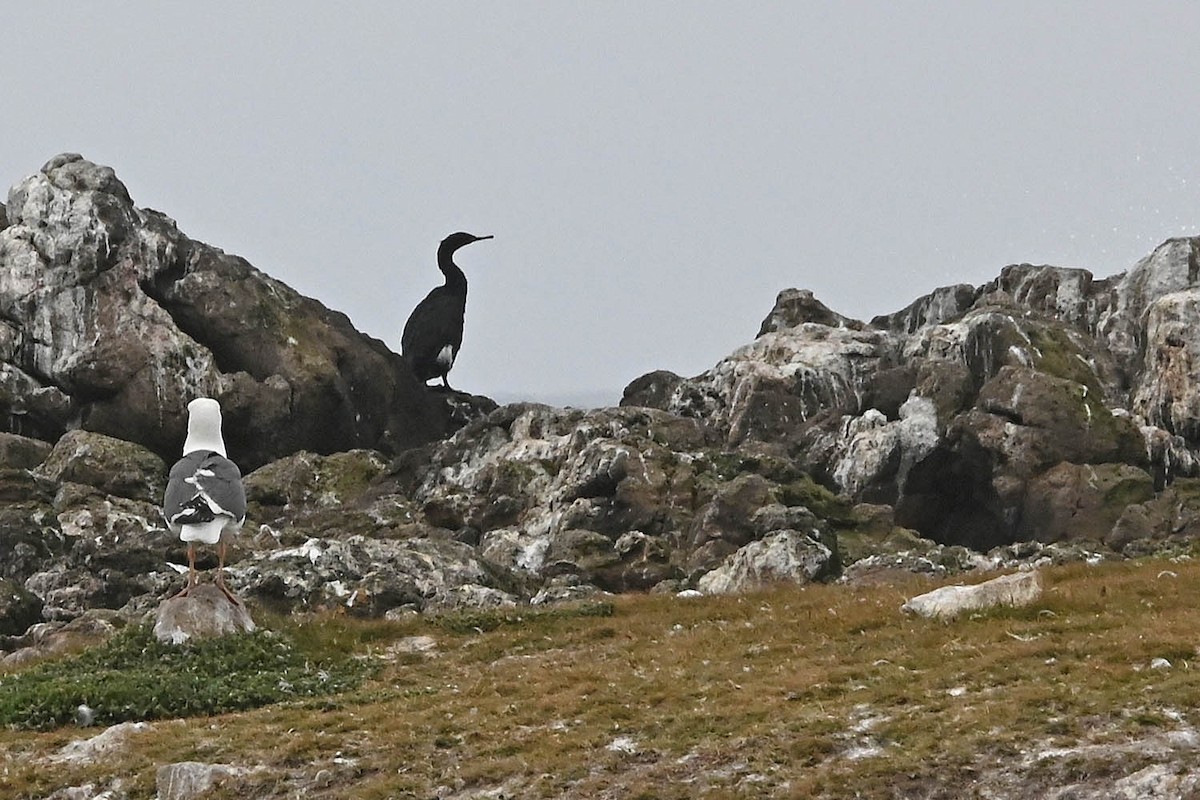 Cormoran pélagique - ML638201863