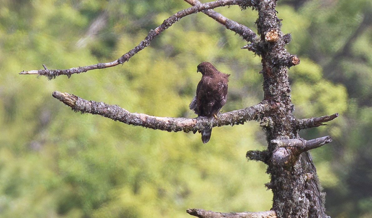 Himalayan Buzzard - ML638201865