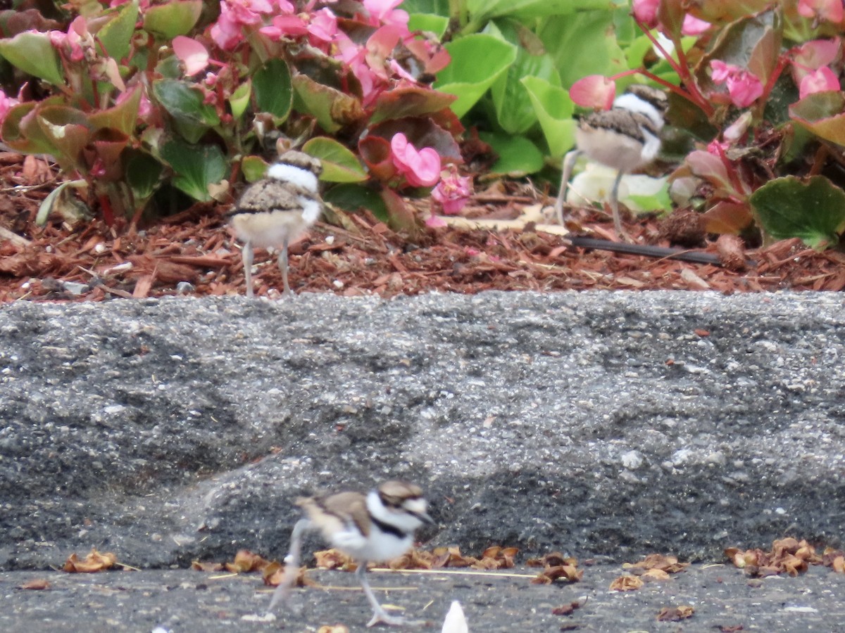 Killdeer - ML638201876