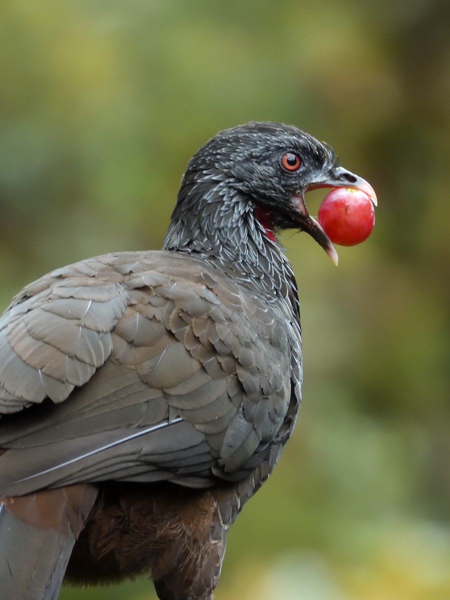 Andean Guan - ML638201877