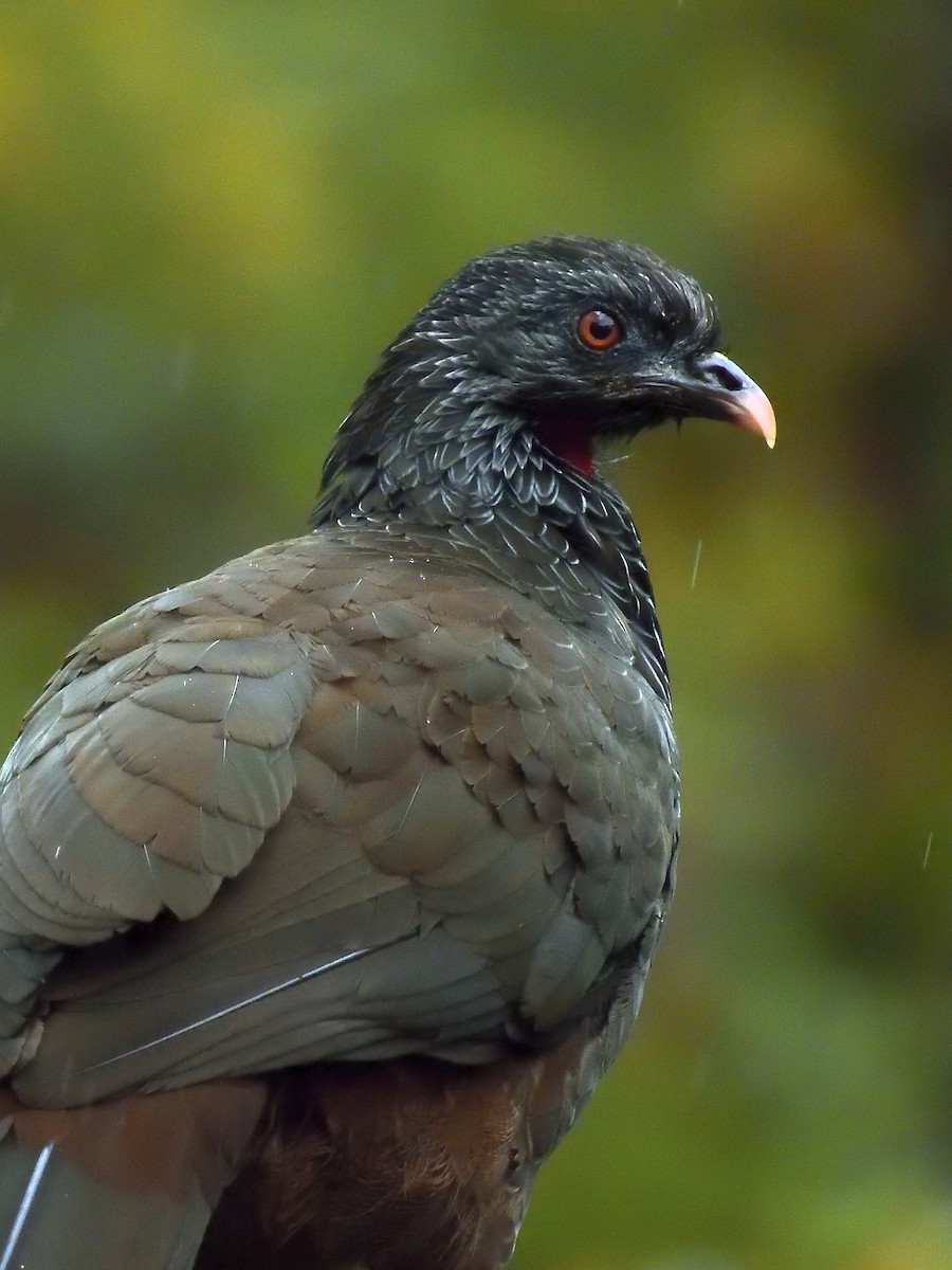 Andean Guan - ML638201881