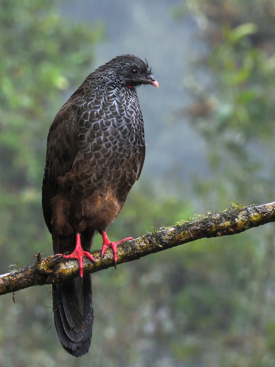 Andean Guan - ML638201883