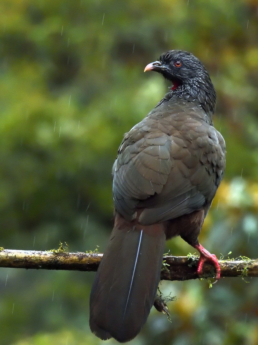 Andean Guan - ML638201884