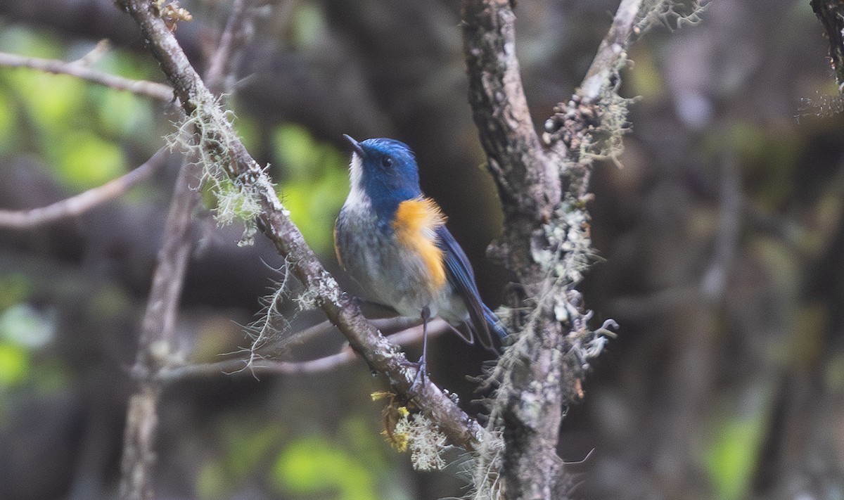 Himalayan Bluetail - ML638201892
