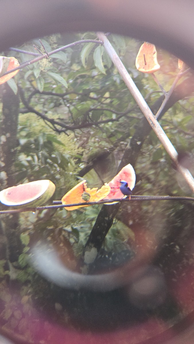 Red-legged Honeycreeper - ML638201899