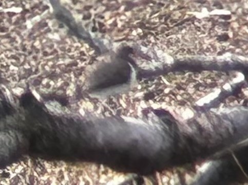 Spotted Sandpiper - ML638201901