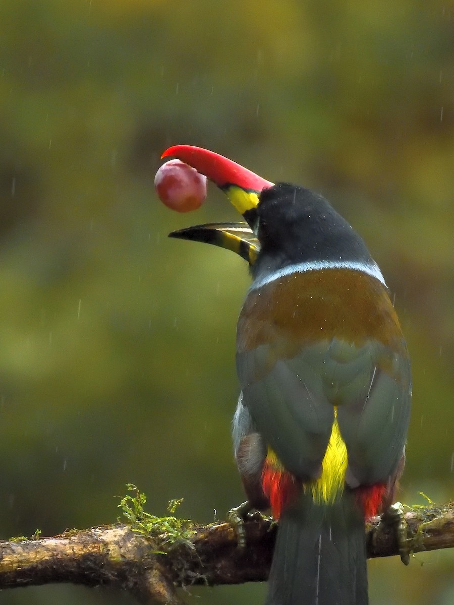 Gray-breasted Mountain-Toucan - ML638201902