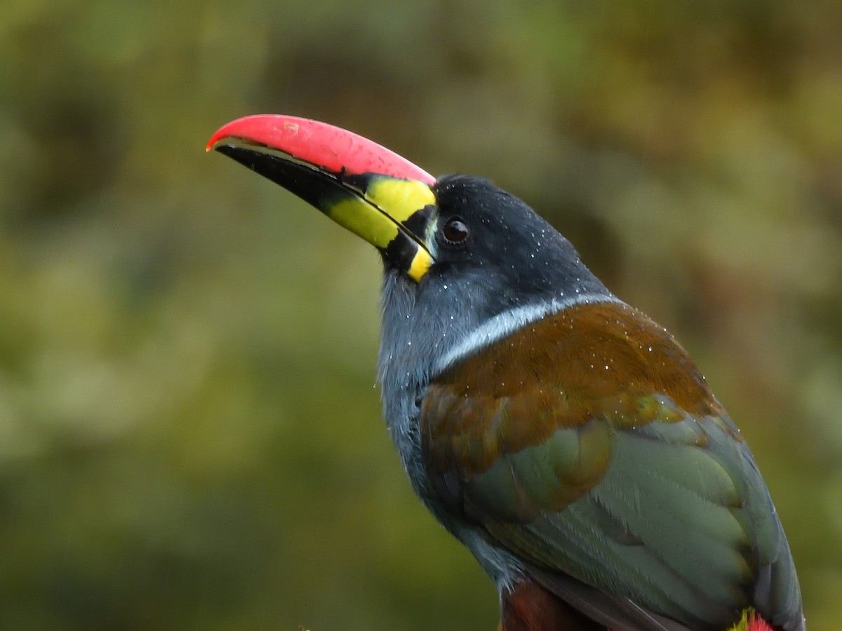 Gray-breasted Mountain-Toucan - ML638201903