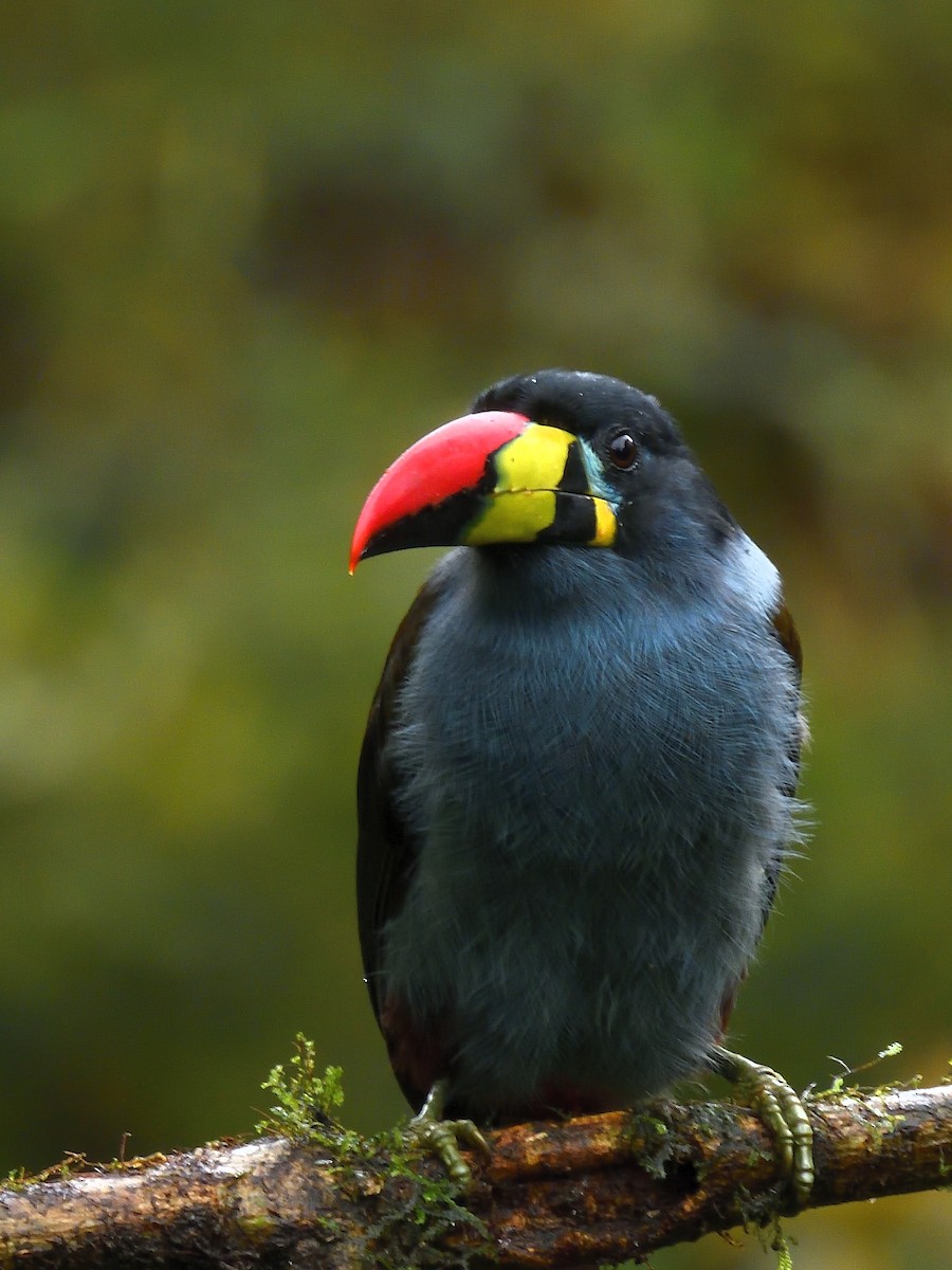 Gray-breasted Mountain-Toucan - ML638201904