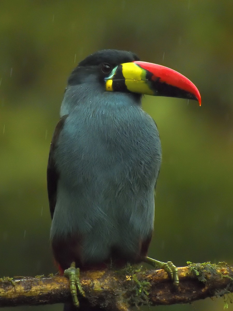 Gray-breasted Mountain-Toucan - ML638201905