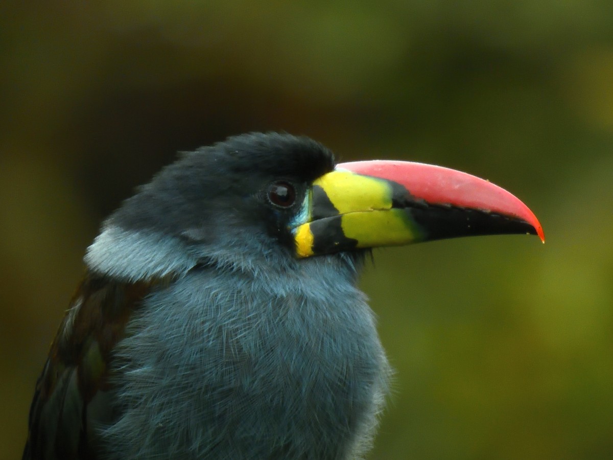 Gray-breasted Mountain-Toucan - ML638201907