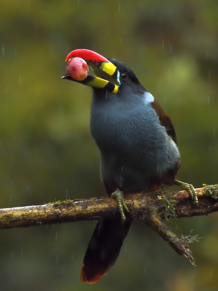 Gray-breasted Mountain-Toucan - ML638201908