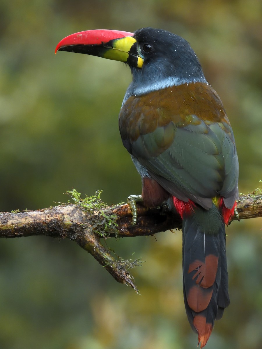 Gray-breasted Mountain-Toucan - ML638201909