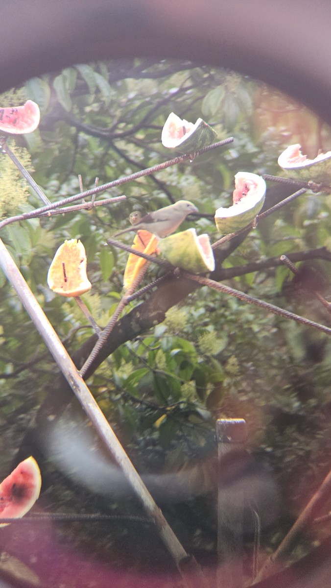 Palm Tanager - ML638201916