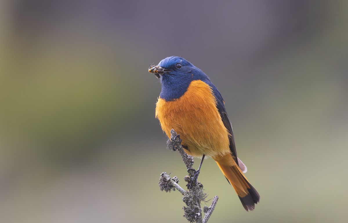 Blue-fronted Redstart - ML638201917