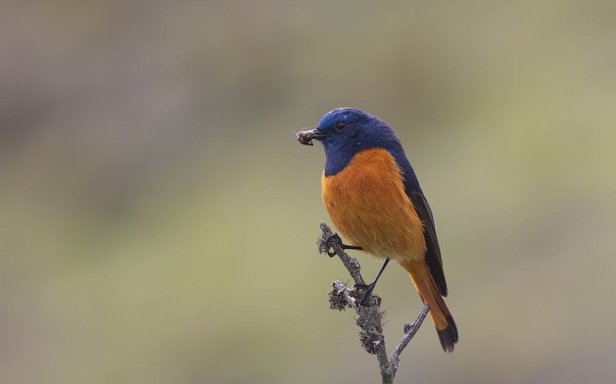 Blue-fronted Redstart - ML638201918