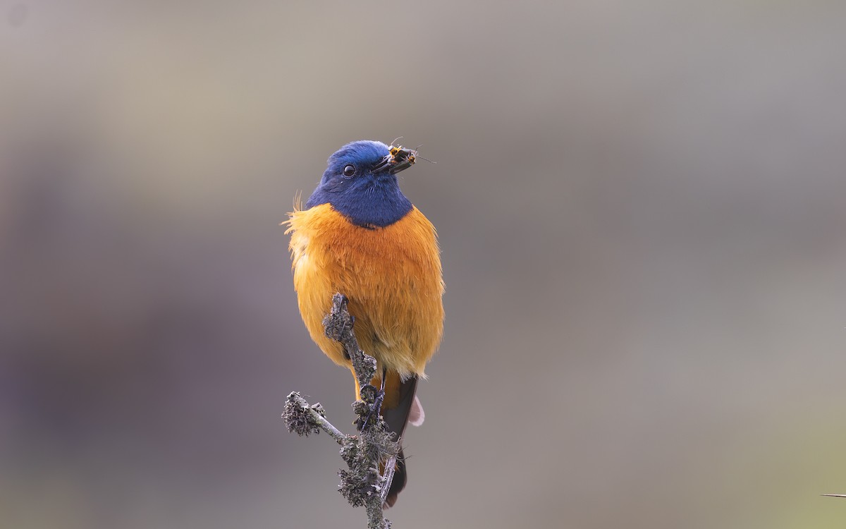 Blue-fronted Redstart - ML638201919
