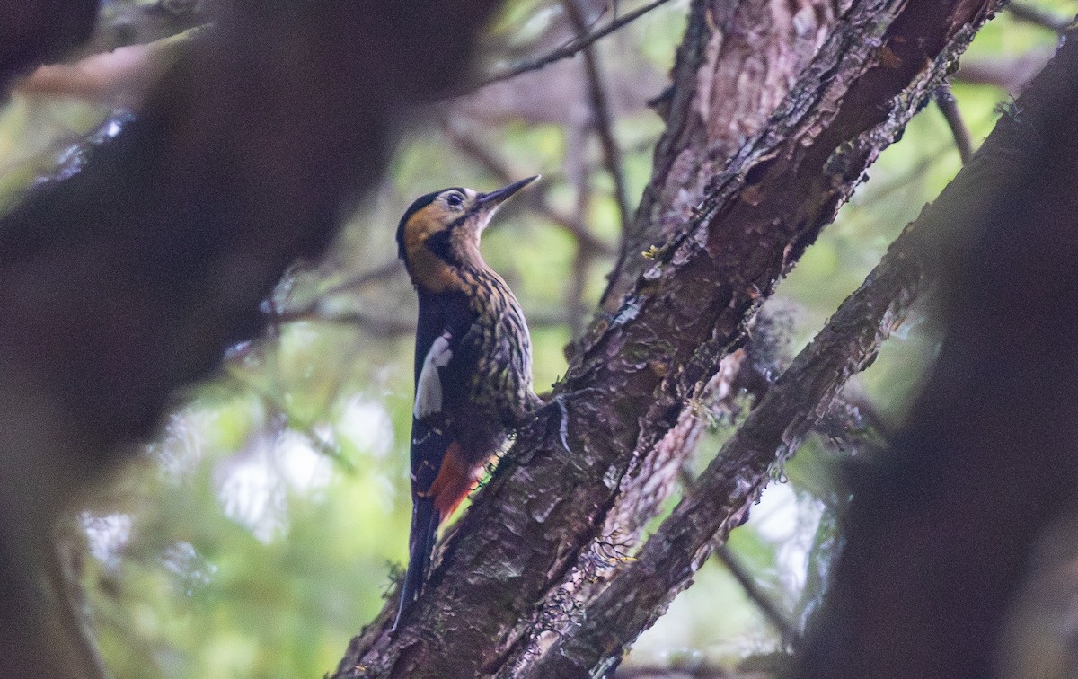 Darjeeling Woodpecker - ML638201931