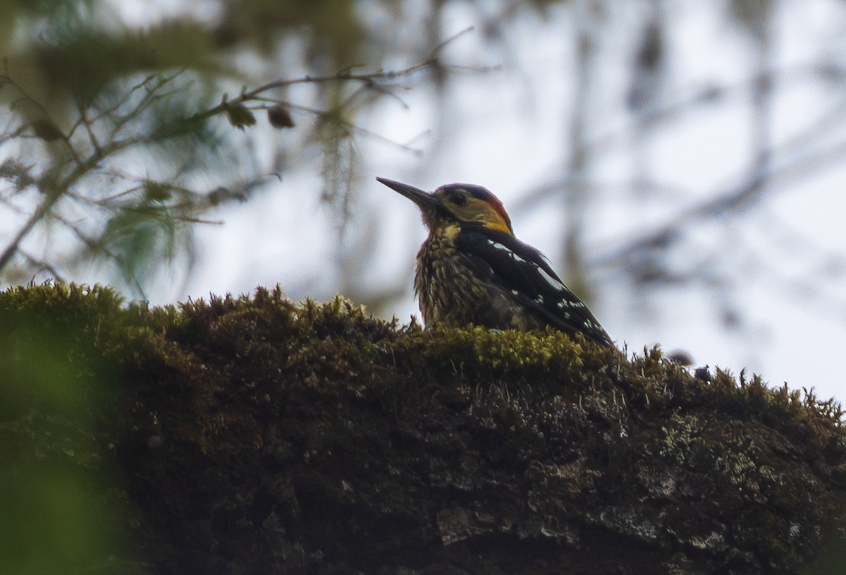 Darjeeling Woodpecker - ML638201932
