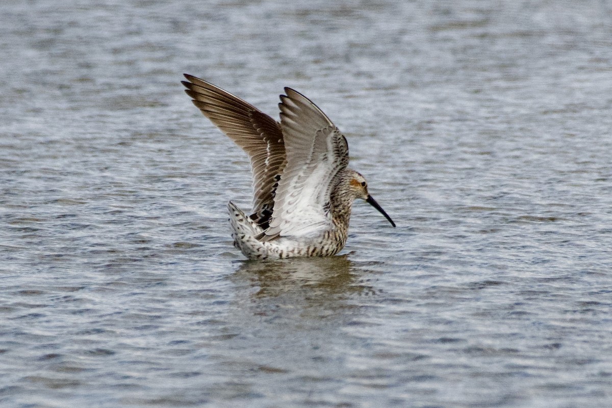 Stilt Sandpiper - ML638201941