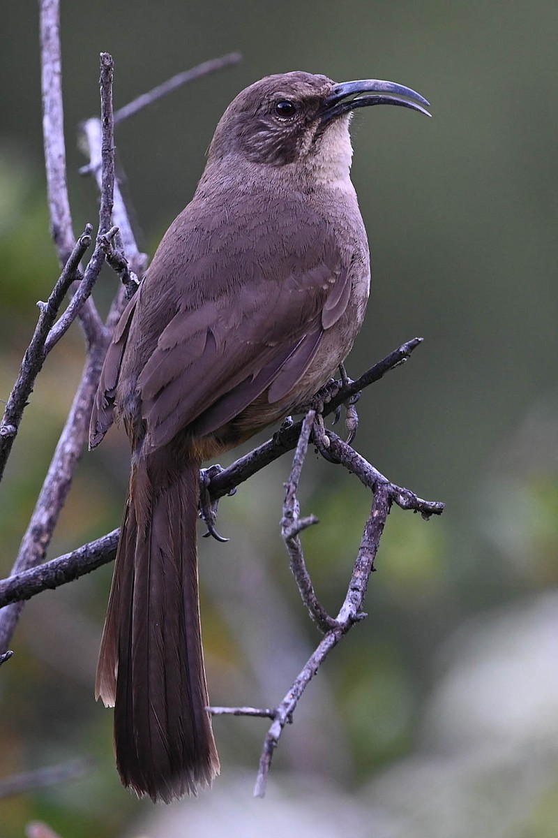 California Thrasher - ML638201958