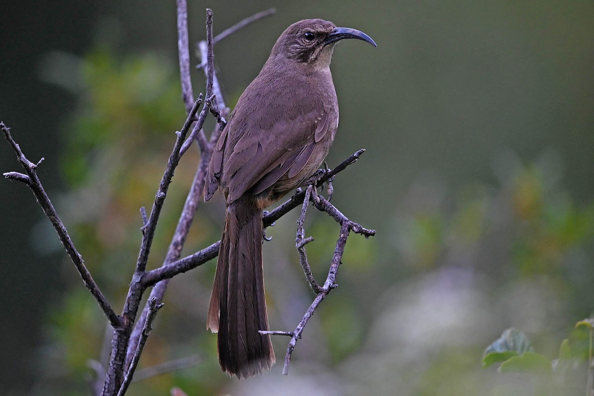 California Thrasher - ML638201959