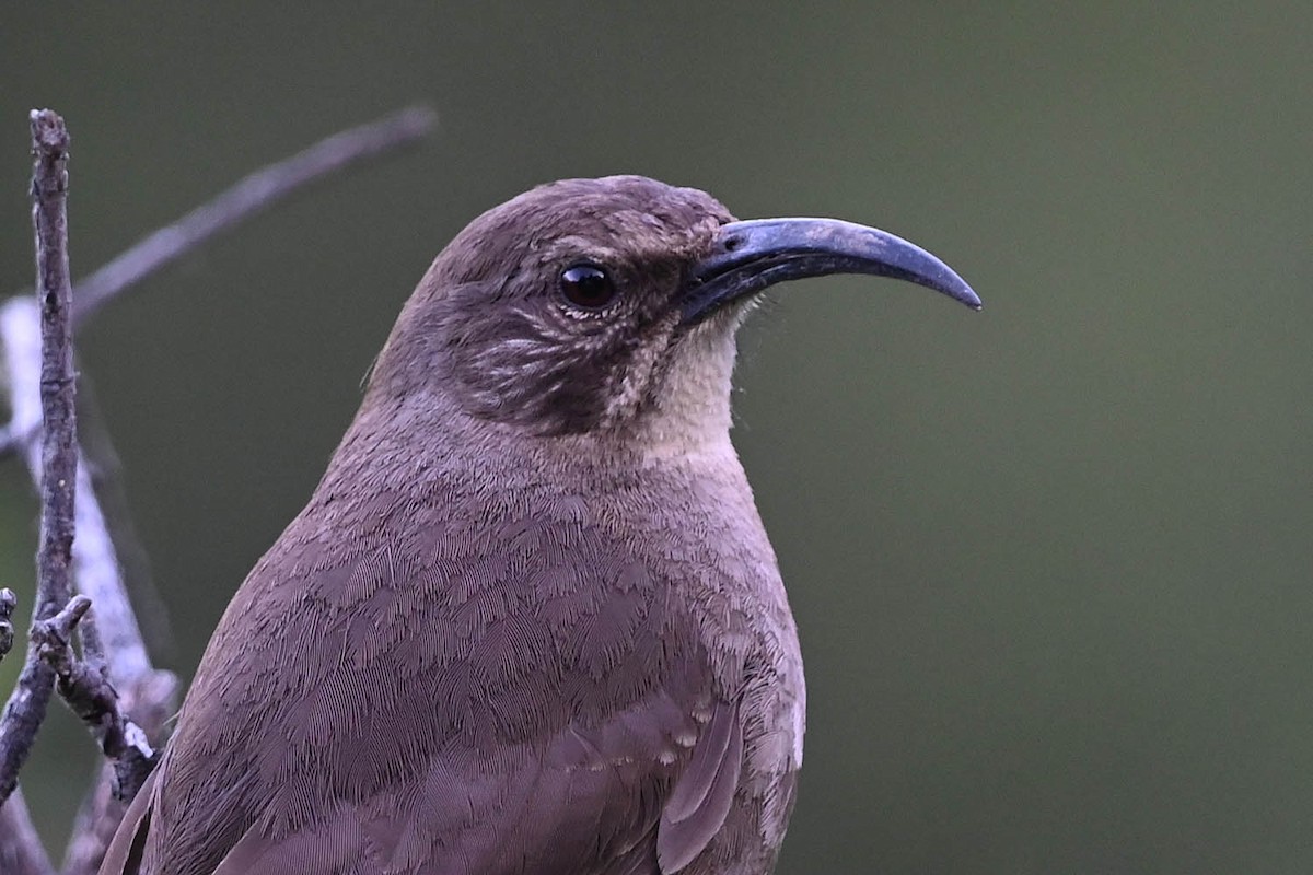 California Thrasher - ML638201960