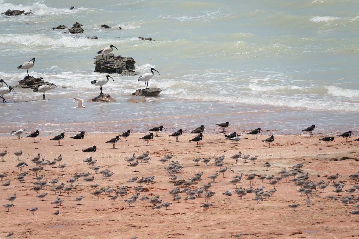 Pied Oystercatcher - ML638201983