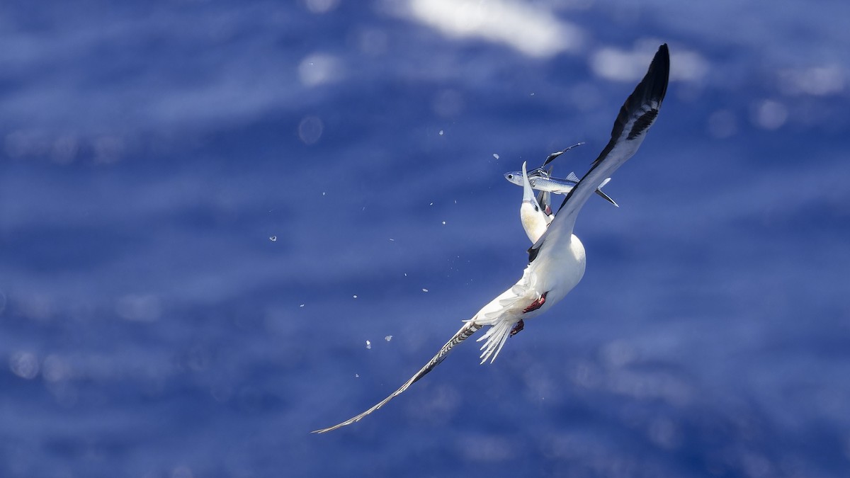 Red-footed Booby - ML638201989