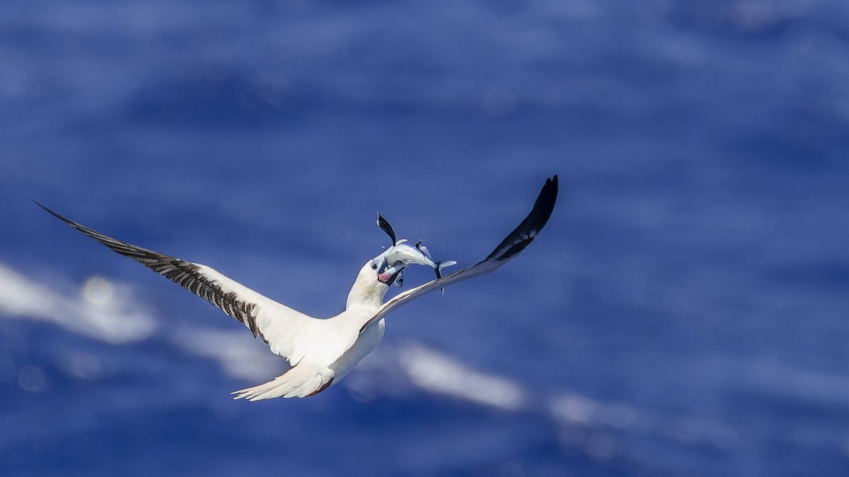 Red-footed Booby - ML638201990