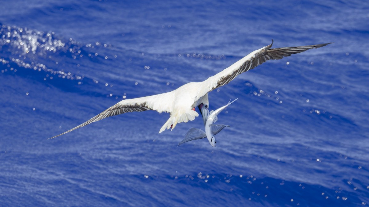 Red-footed Booby - ML638201991