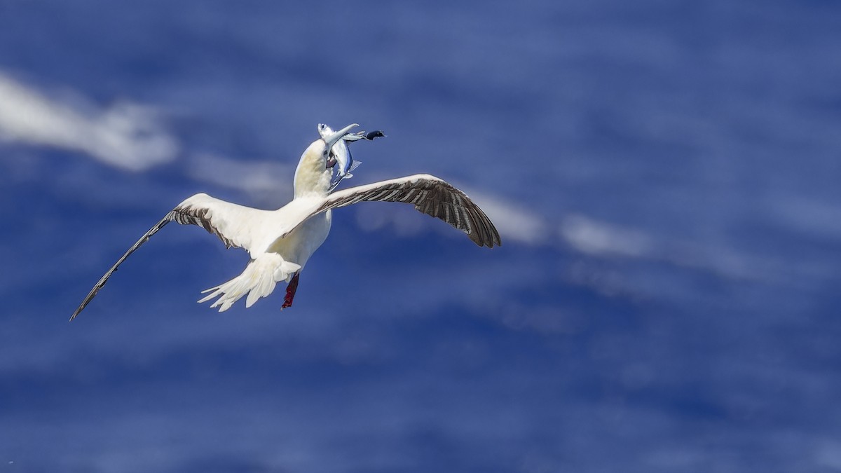 Red-footed Booby - ML638201996