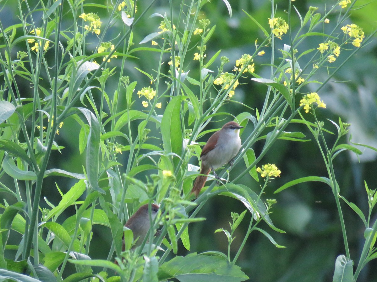 Yellow-chinned Spinetail - ML638202018