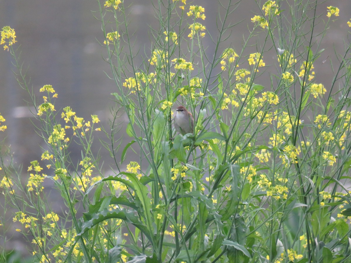 Yellow-chinned Spinetail - ML638202019