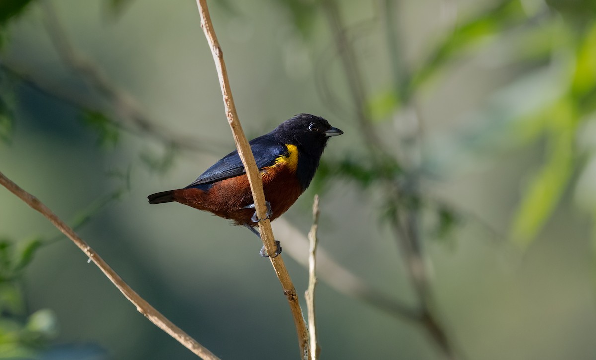 Chestnut-bellied Euphonia - ML638202033