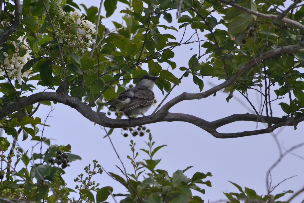 Gray Kingbird - ML638202044