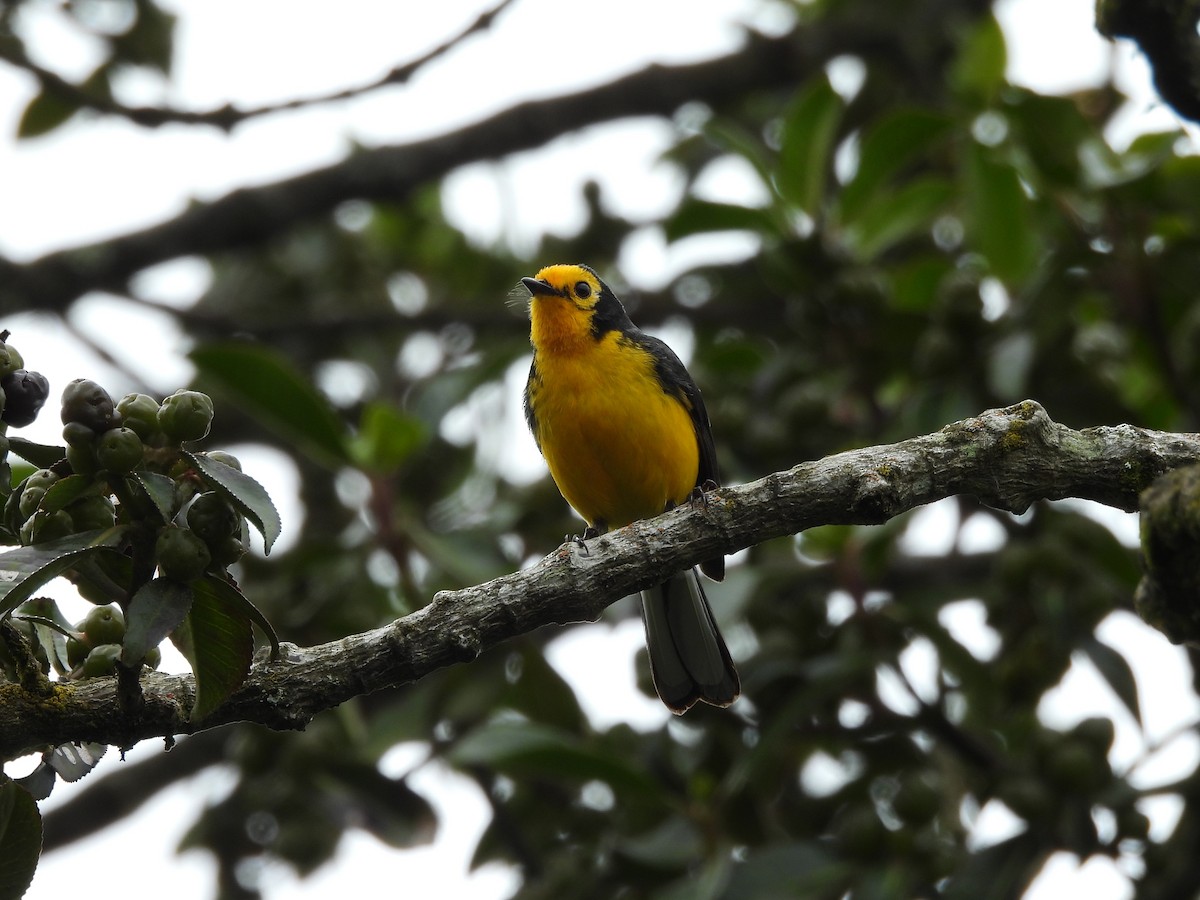 Golden-fronted Redstart (Golden-fronted) - ML638202047